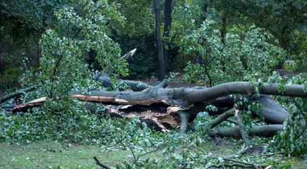 Tragisches Unwetter in Italien: 16-Jährige bei Baum-Unfall tödlich verletzt 🌳