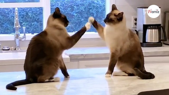 When she sees what her cats are doing in the kitchen, owner quickly starts filming