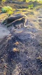 herd of monkeys are enjoying the beauty of nature