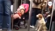 Dog approaches baby girl on train Passengers are stunned by what happens next
