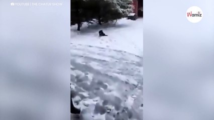 Watch: Brave dog saves stray cat from freezing in the snow