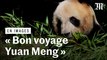 Les images du départ vers la Chine de Yuan Meng, le panda de Beauval