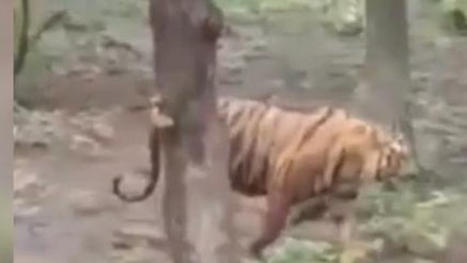 Viral: जंगल छोड़ रहवासी क्षेत्र में दिखा बाघ,दहशत में लोग,देखें Video