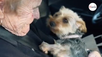 Watch: Elderly lady returns from hospital; her dog's reaction is incredible