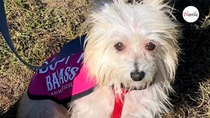 All dogs are given attention at adoption event, except for this poor little guy