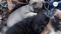 Watch: Ukrainian soldier finds puppies; what they're hiding brings him to tears
