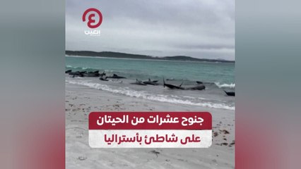 جنوح عشرات من الحيتان على شاطئ بأستراليا