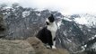 Cat guides a hiker lost in Swiss mountains Video: leaves thousands speechless