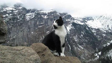 Cat guides a hiker lost in Swiss mountains Video: leaves thousands speechless
