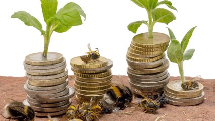 Why Bee Coins Are Causing a Lot of Buzz