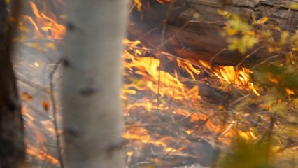 What steps should you take in case of a wild fire?