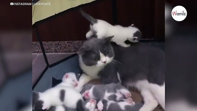 Watch: Cat's reaction to challenges of motherhood leaves everyone in stitches