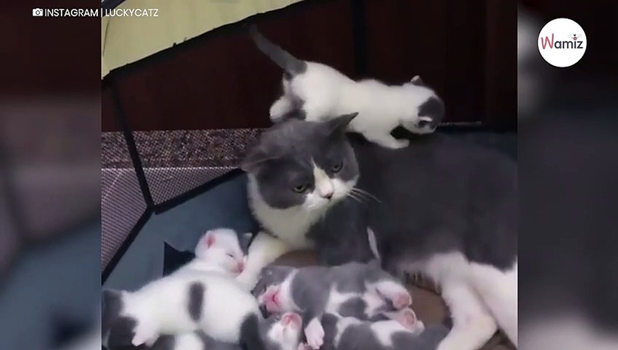Watch: Cat's reaction to challenges of motherhood leaves everyone in stitches