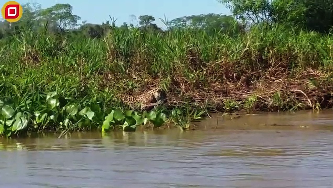 30 Moments Crocodile Swamp King Received A Tragic End By His Opponent, What Happened Next