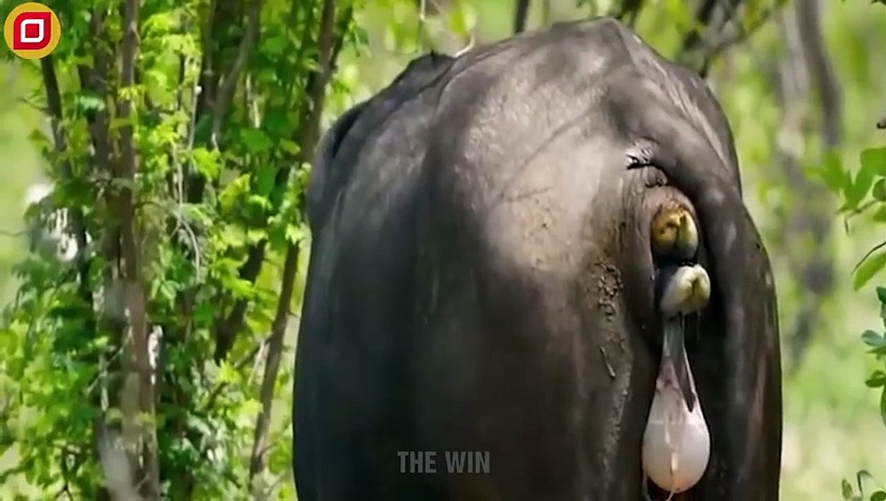 30 Moments Angry Buffaloes Beat Tigers Mercilessly To Rescue Newborn Calves   Animal Fight