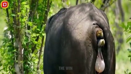 30 Moments Angry Buffaloes Beat Tigers Mercilessly To Rescue Newborn Calves   Animal Fight