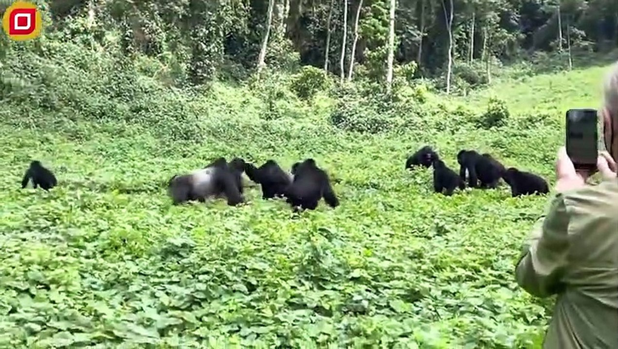 30 Crazy Moments! Gorilla's Revenge When King The Lion Pride Tracks Him   Animal Fight