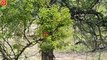 30 Moments Leopard Fights In The Tree With Lions, What Happens Next   Animal Fight