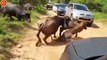 30 Moments Brave Prey Fighting Down Hunters With Their Horns   Animal Fight