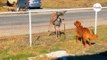 Deer approaches dog and stares: The next day, something extraordinary happens