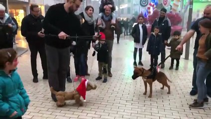 Des chiots trompés par une adorable marionnette de chien