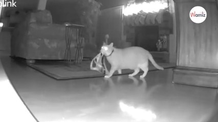 Watch: Camera records suspicious activity near Christmas tree during the night