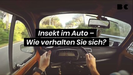 Insekt im Auto – Wie verhalten Sie sich?