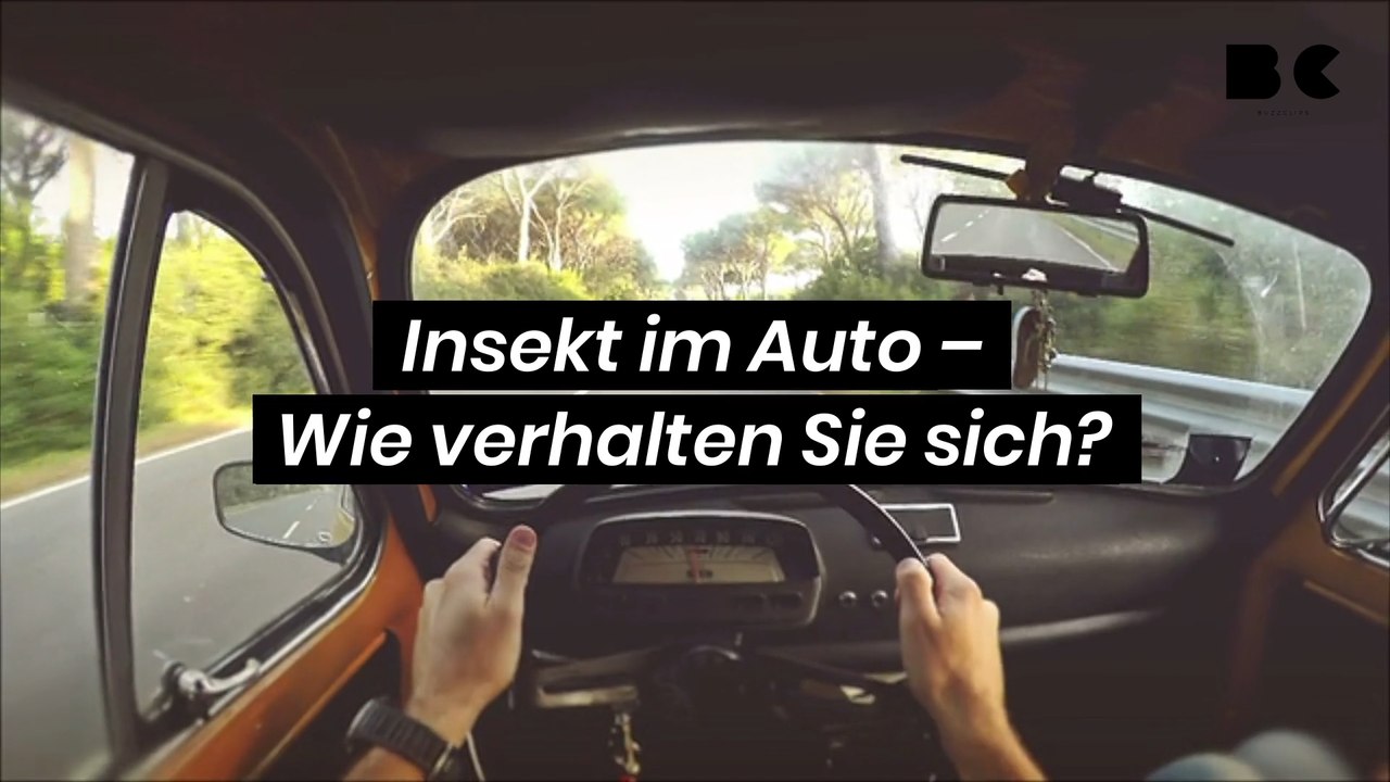 Insekt im auto – wie verhalten sie sich?