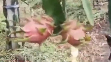 इंदौर: ड्रैगन फ्रूट की बढ़ती खेती बनी लाभ का धंधा, किसानों के रुझान से बढ़ी पैदावार