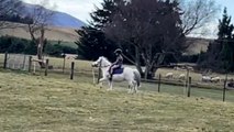 Confident young rider sent flying onto the ground after his pony kept horsing around