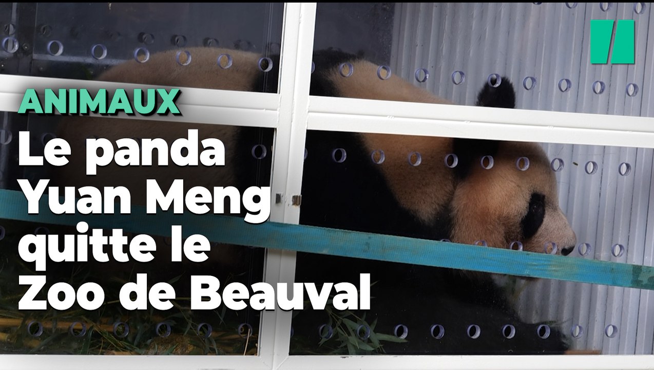 Voici comment Yuan Meng, le premier panda né en France, a voyagé jusqu’en Chine ce mardi