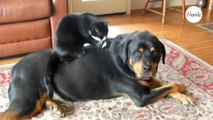 Watch: Cat jumps on Rottweiler and dog's reaction is priceless