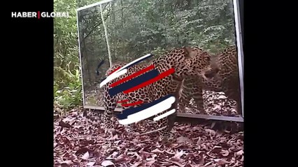 Leoparın aynada kendini fark etmesi ile verdiği tepkiler gündem oldu