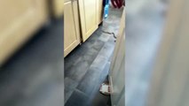 Une femme en Angleterre a remarqué un serpent de 1,5 mètre de long dans les toilettes après avoir utilisé les toilettes