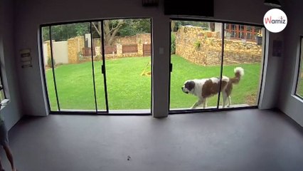 St Bernard doesn't see the glass window: Video leaves everyone speechless