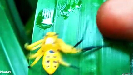 10 Most Beautiful Spiders in the World