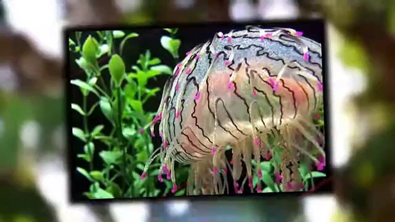 10 Most Beautiful Sea Creatures on Planet Earth (P#2)