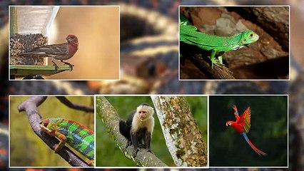 10 Most Beautiful Snakes in the World