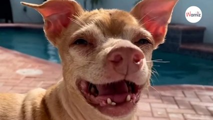 Watch: When she picked ugliest dog in shelter, she didn't expect what it lead to