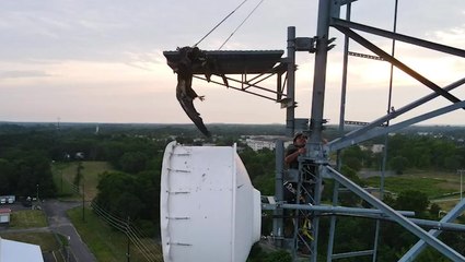 Climber scales communications tower to rescue bald eagle with trapped wing