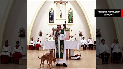 Vídeo hilário: cães excitados pecam ao lado de padre durante a missa