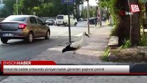 Konya’da cadde ortasında yürüyen leylek görenleri şaşkına çevirdi