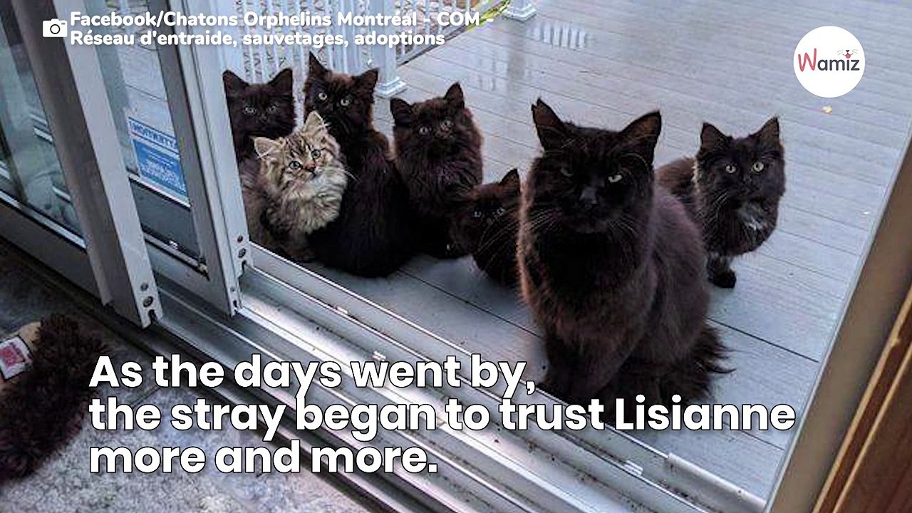 Stray mother cat introduces her kittens to the woman who took her off the streets