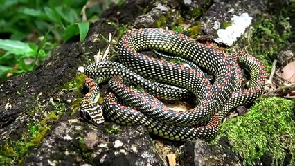 5 Most Beautiful Snakes on Planet Earth