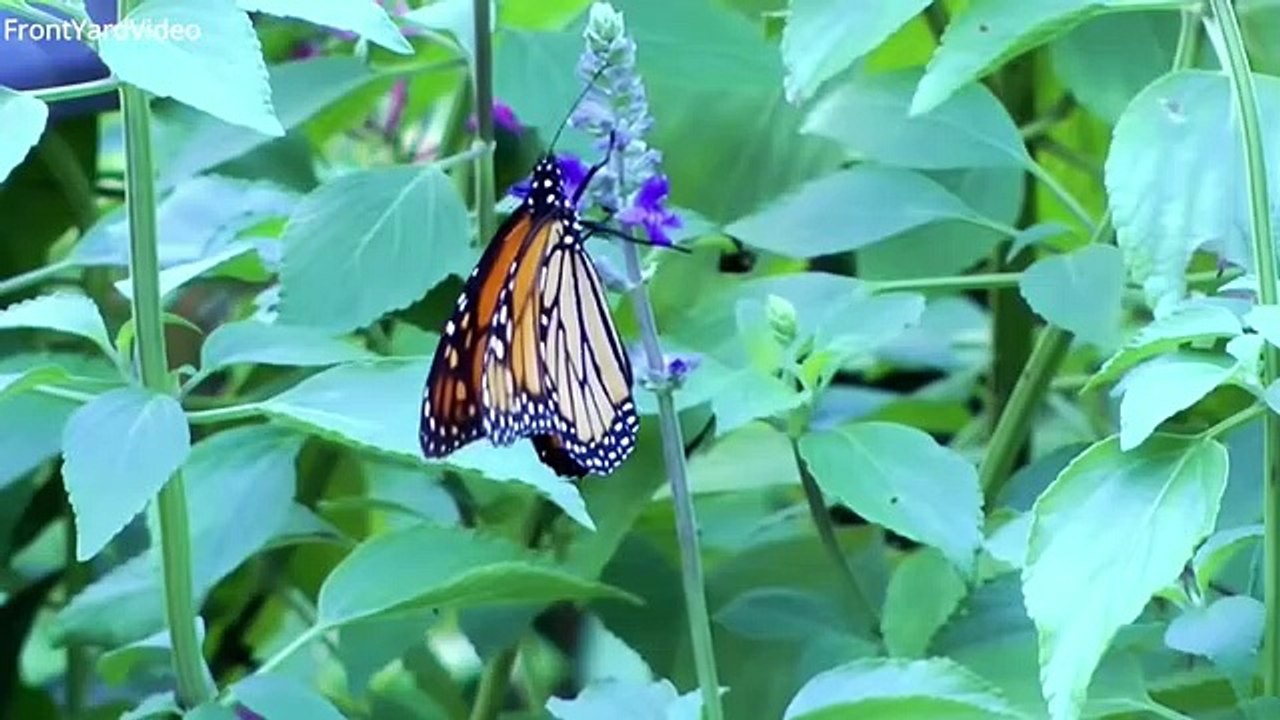 7 Deadliest Insects That Look Harmless