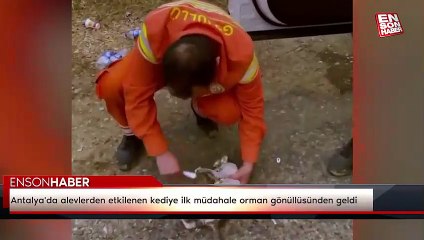 Antalya'da alevlerden etkilenen kediye ilk müdahale orman gönüllüsünden geldi