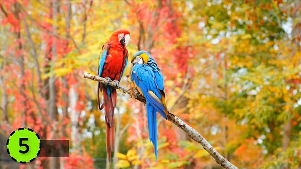 8 Most Beautiful Macaws on Planet  Earth