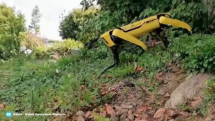 10 Amazing Robotic Animals You Must See (2)