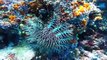 10 Amazing Sea Creatures You've Never Seen Before