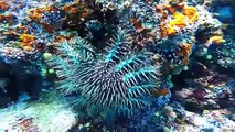 10 Amazing Sea Creatures You've Never Seen Before